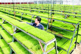 發展農業現代化 破譯中國種田密碼，推動農業種植技術開發